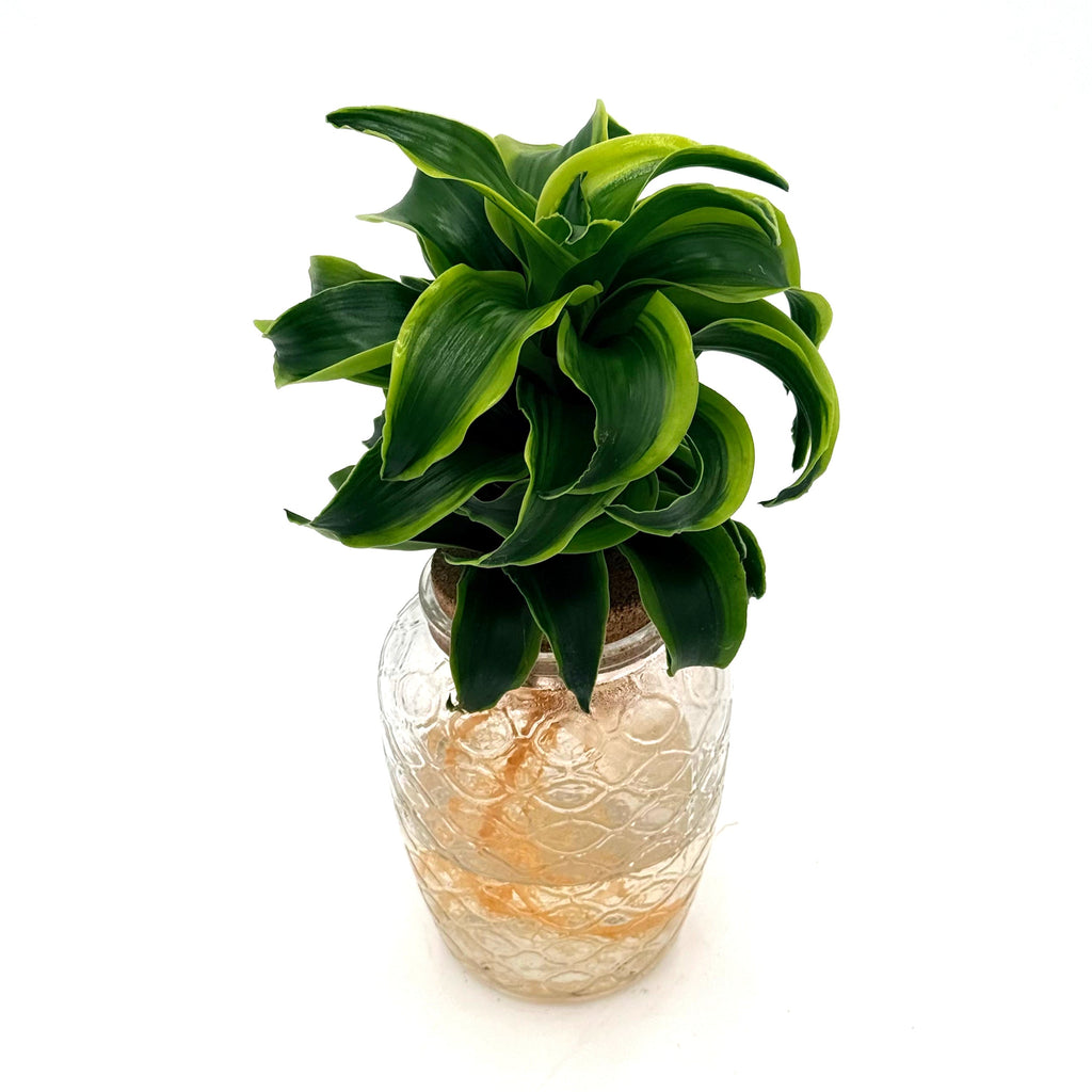 Dracaena with twisting emerald leaves edged in chartreuse in a glass bowl of water