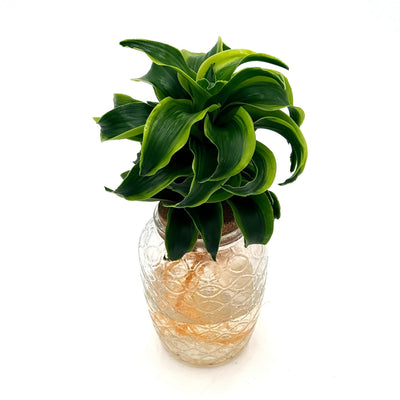 Dracaena 'Stingray Star'