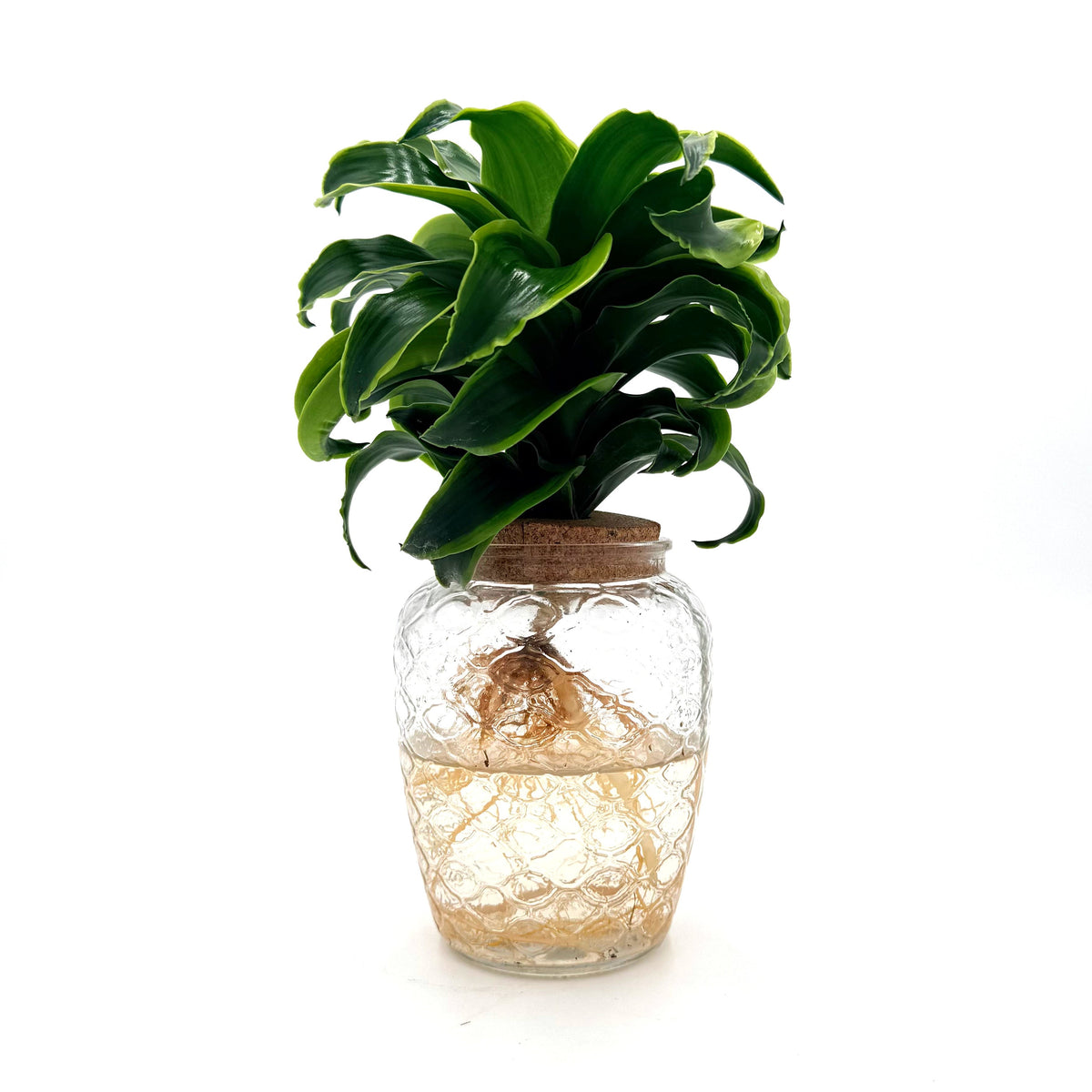 Dracaena 'Stingray Star', view 2