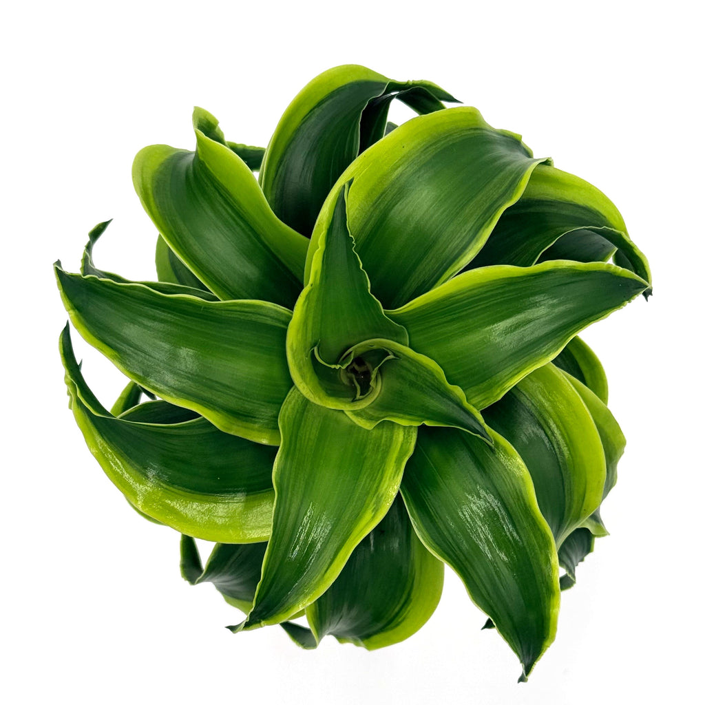 Dracaena 'Stingray Star', view 3