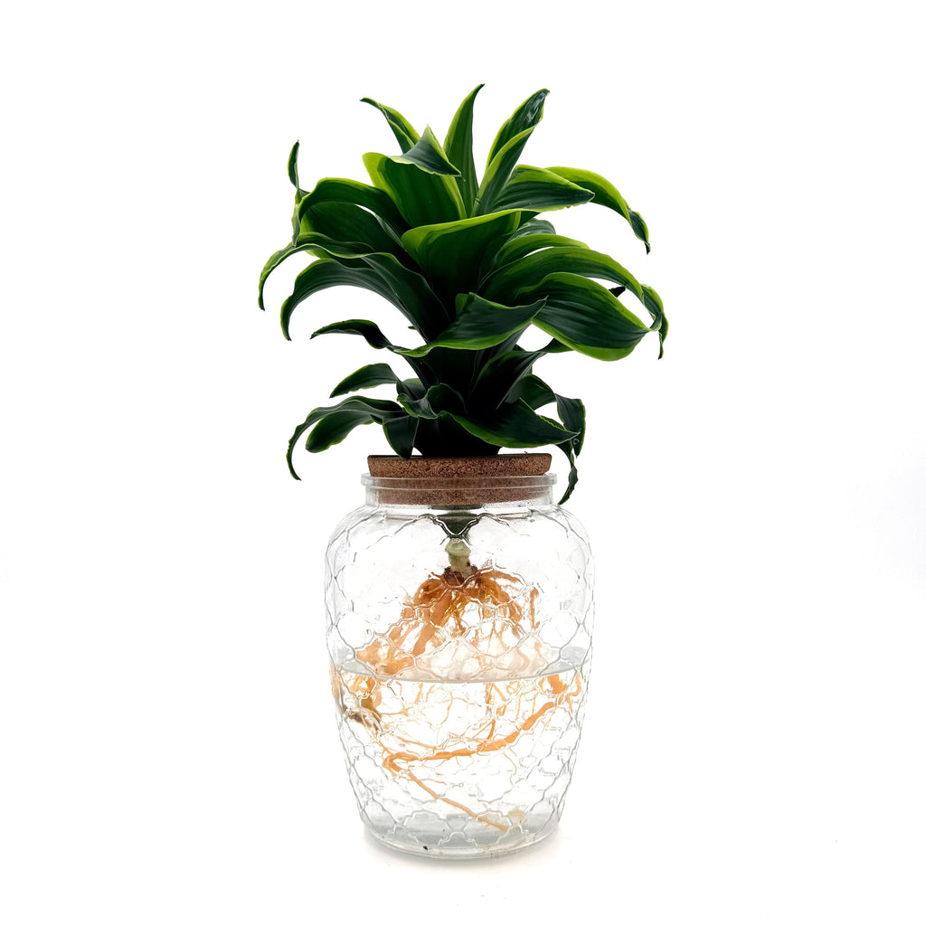 Dracaena 'Stingray Star', view 5