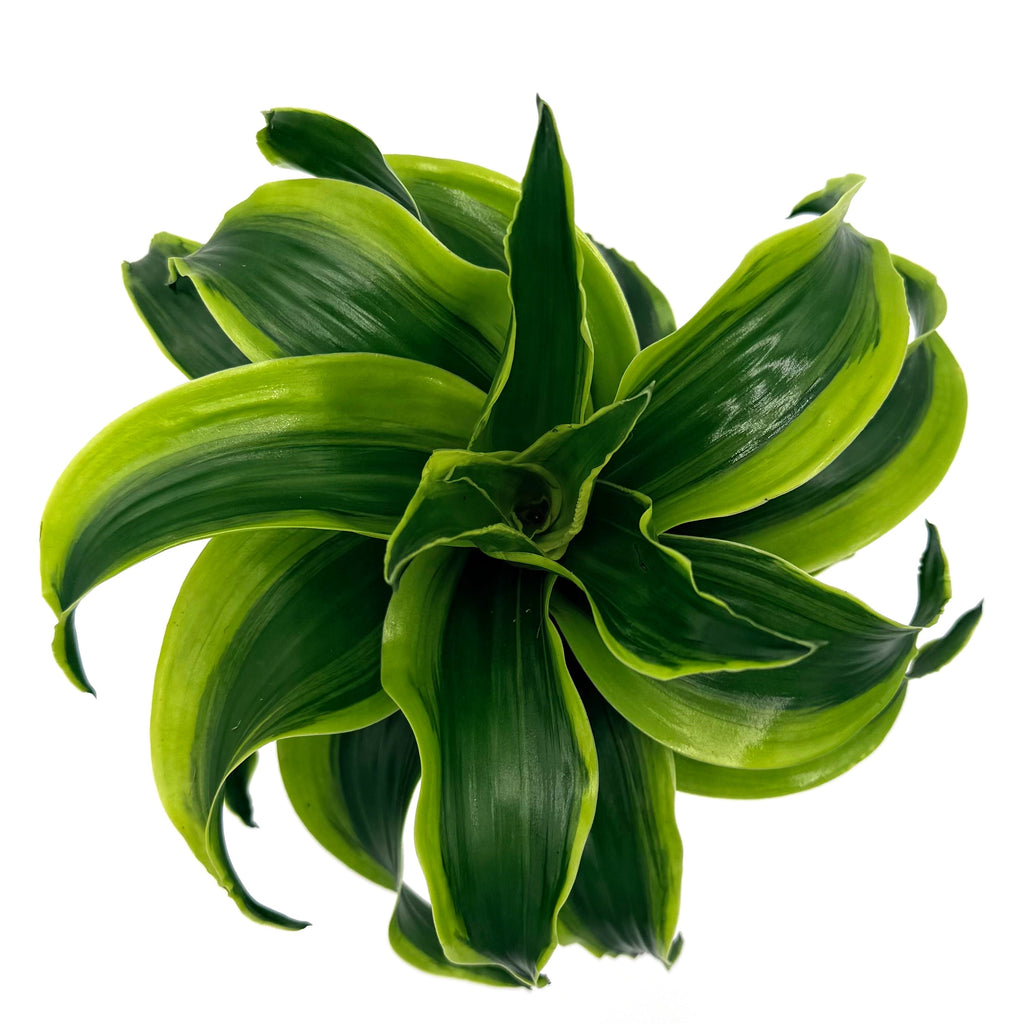 Dracaena 'Stingray Star', view 6