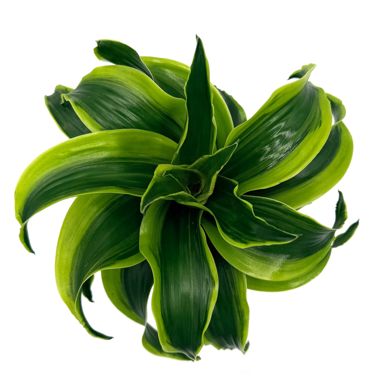 Dracaena 'Stingray Star', view 6