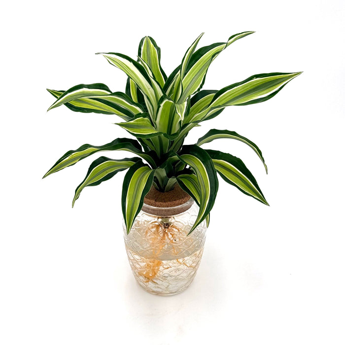 Dracaena 'Urban Urchin'