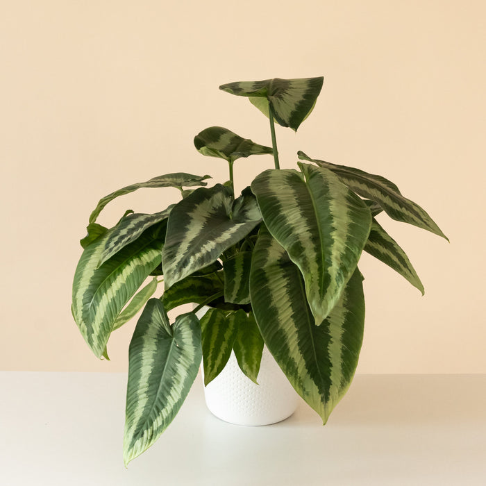 Drop Tongue Plant 'Gothic'