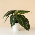 Plant with glossy heart-shaped dark green corrugated leaves splashed silver-green