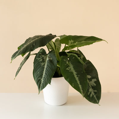 Drop Tongue Plant 'Rivera'