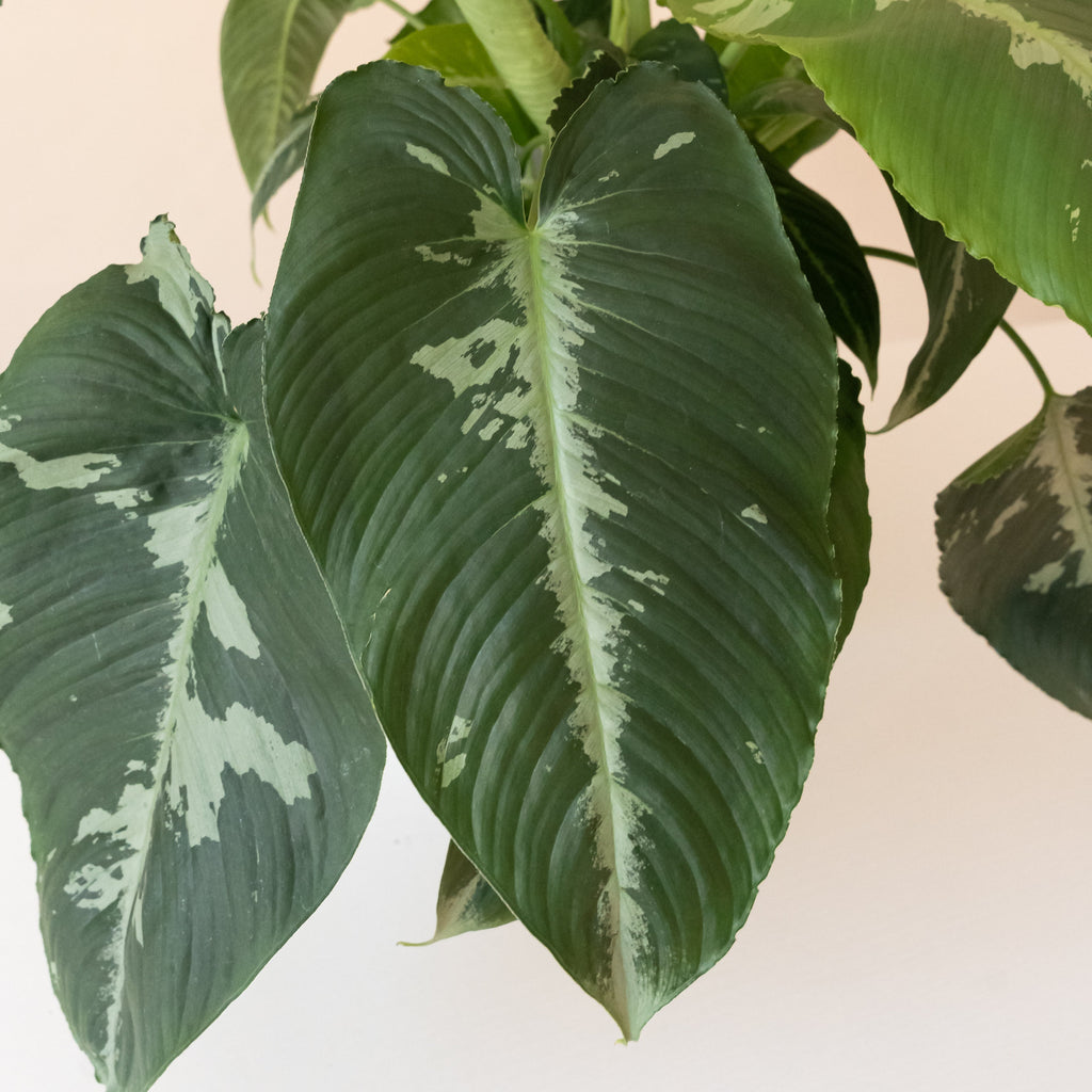 Drop Tongue Plant 'Rivera', view 2