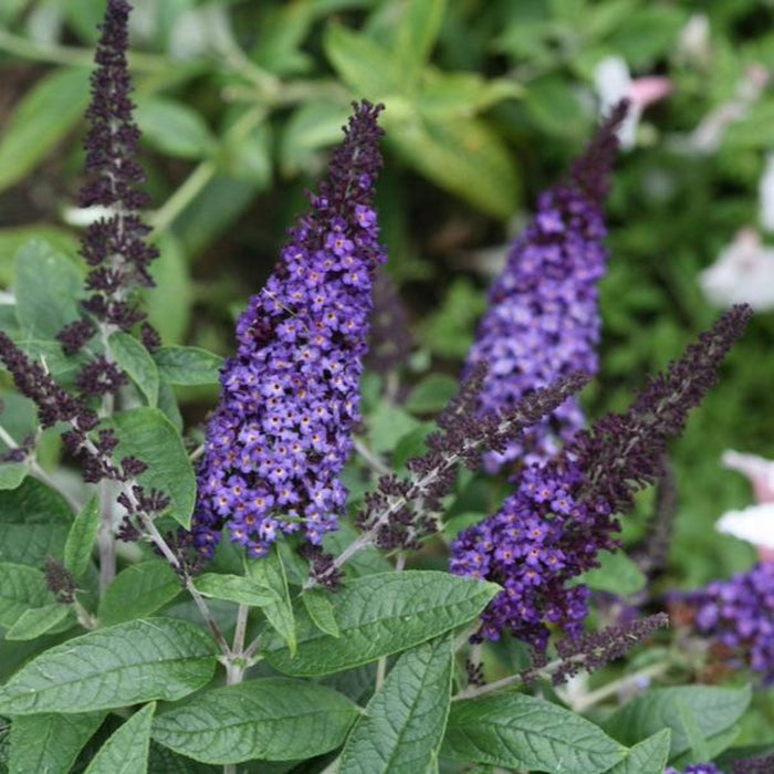 Dwarf Butterfly Bush 'Blue'