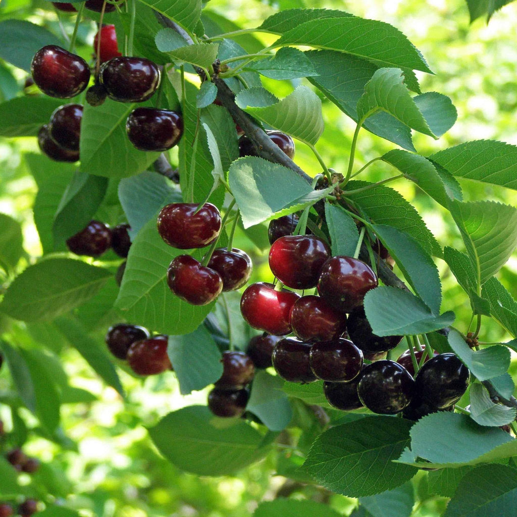 Bush cherry with clusters of glossy dark red cherries