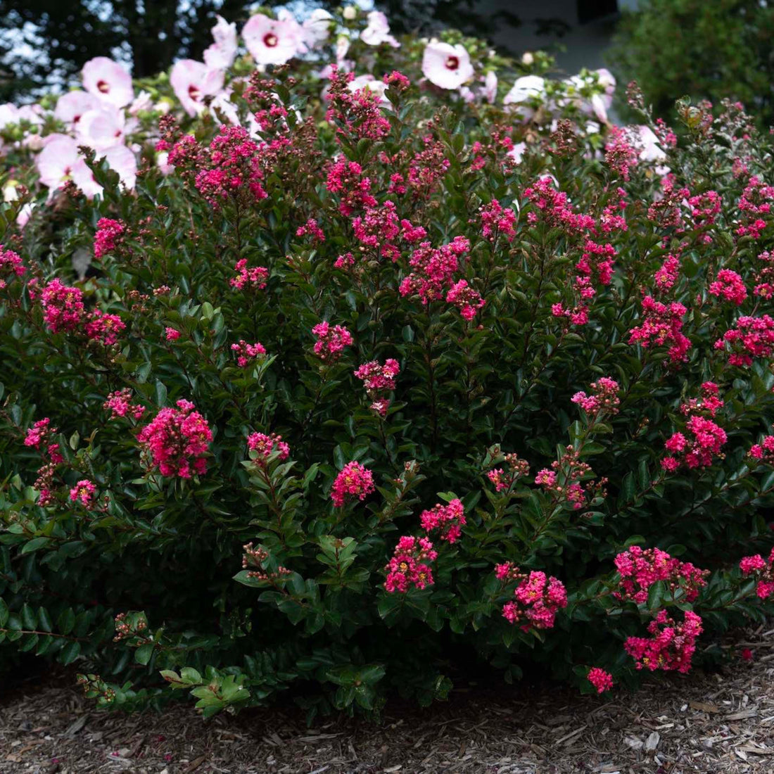 Dwarf Crape Myrtle