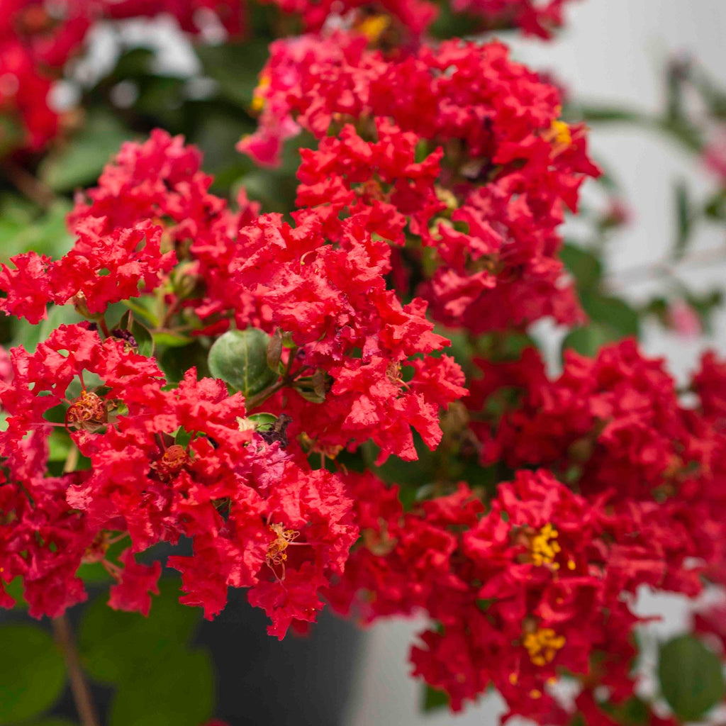 Dwarf crape myrtle with clusters of crinkled strawberry-pink flowers (view 2)