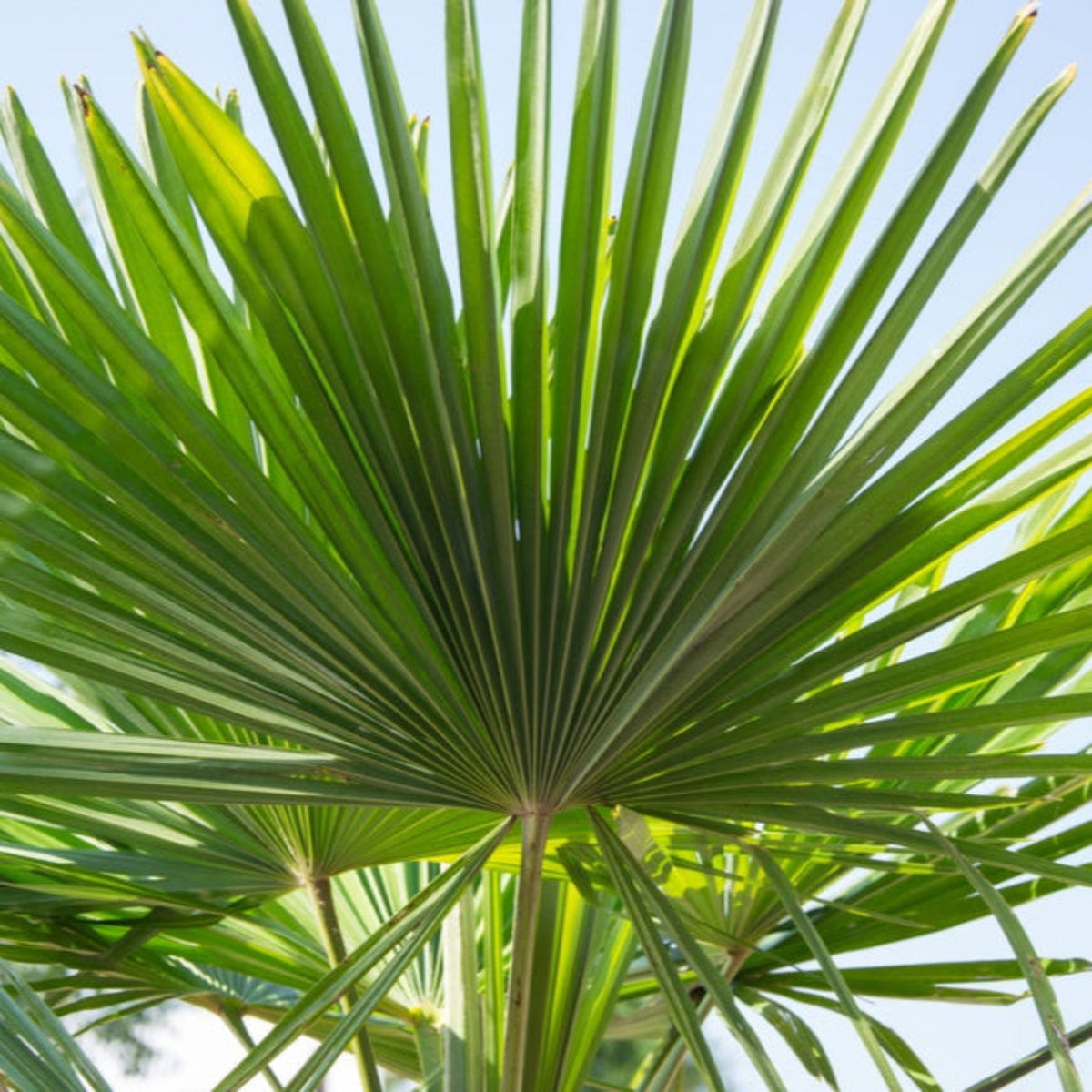 Dwarf palmetto with stiff blue-green fan-shaped fronds