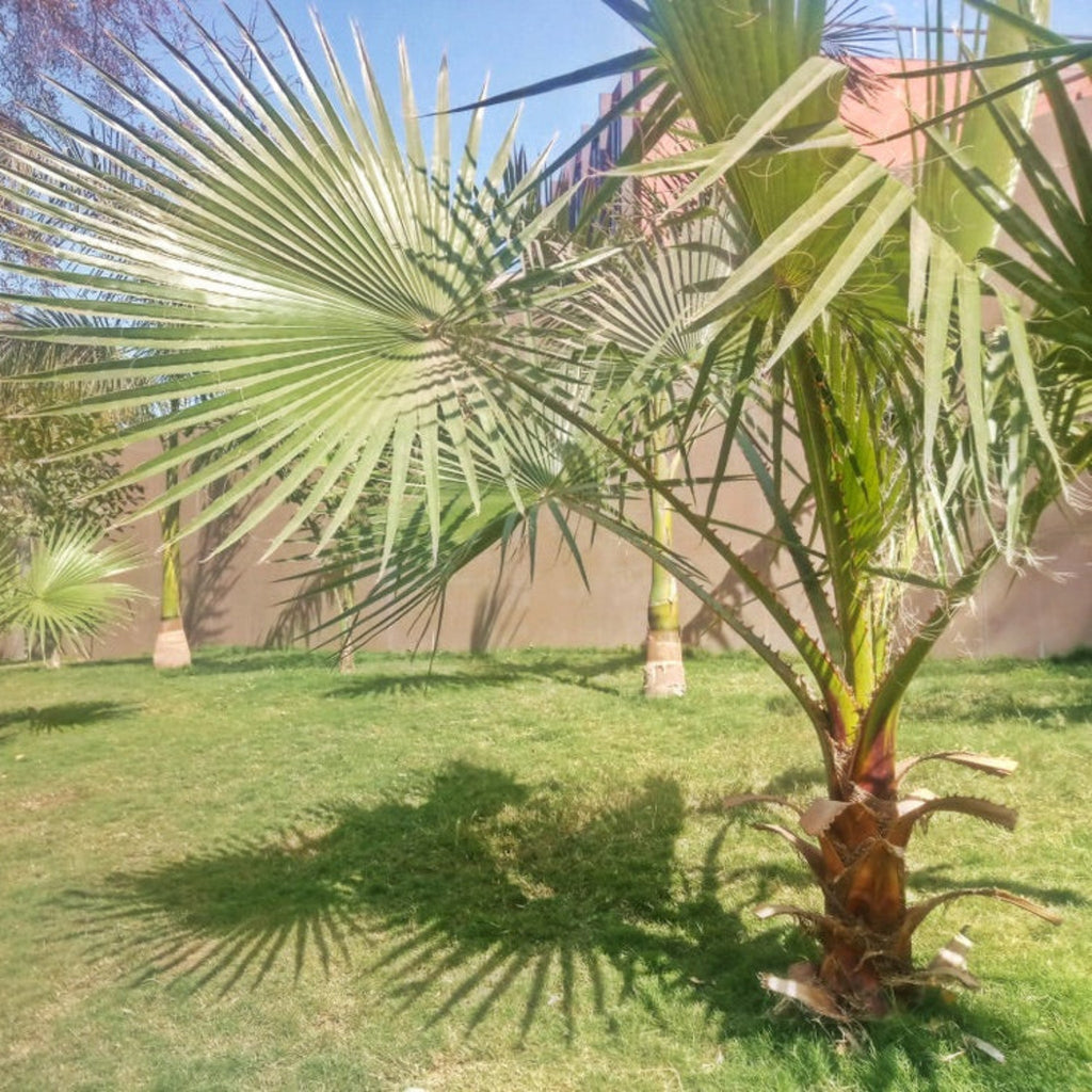 Dwarf palmetto with stiff blue-green fan-shaped fronds (view 2)