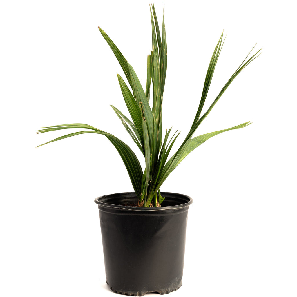 Dwarf palmetto with stiff blue-green fan-shaped fronds (view 3)