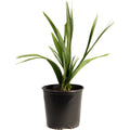 Dwarf palmetto with stiff blue-green fan-shaped fronds (view 3)