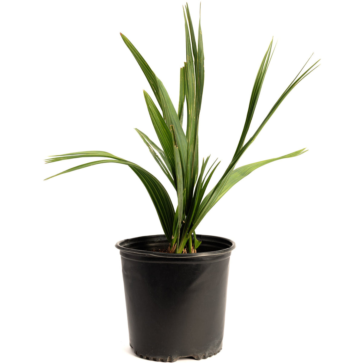 Dwarf palmetto with stiff blue-green fan-shaped fronds (view 3)