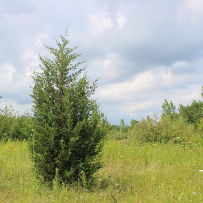 Eastern Red Cedar 'Brodie'