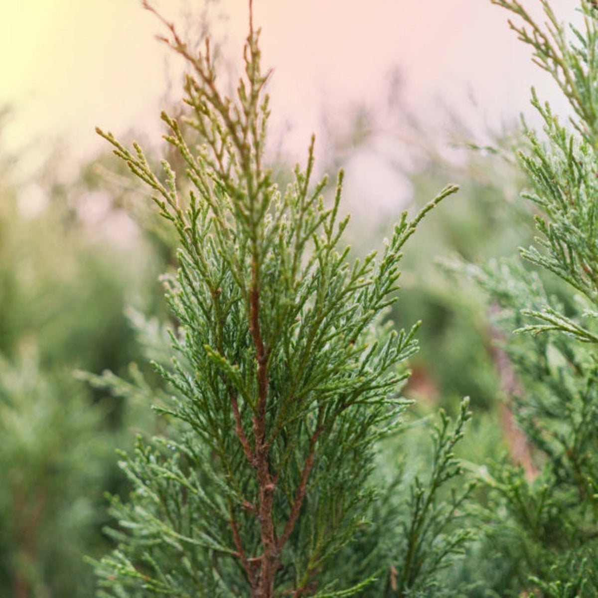 Narrow columnar evergreen with dense green scale-like foliage (view 2)