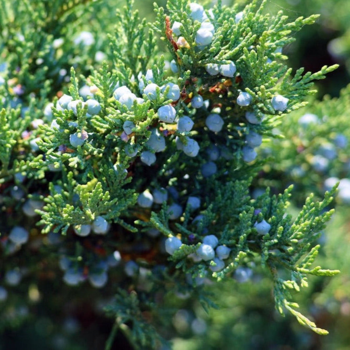 Narrow columnar evergreen with dense green scale-like foliage (view 3)
