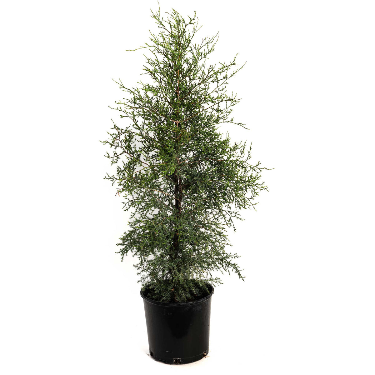 Narrow columnar evergreen with dense green scale-like foliage (view 4)
