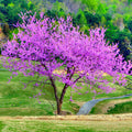 Eastern redbud tree with rosy-pink flowers along bare branches