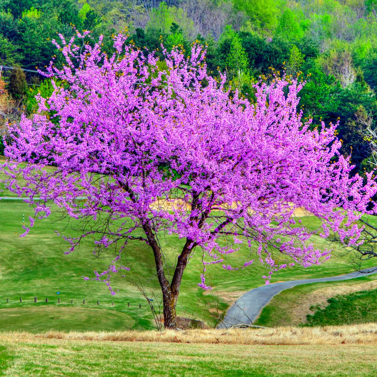 Eastern redbud tree with rosy-pink flowers along bare branches