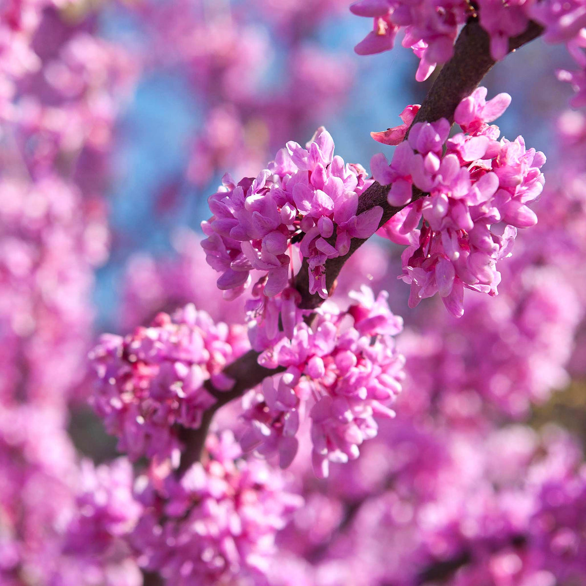 Eastern redbud tree with rosy-pink flowers along bare branches (view 2)