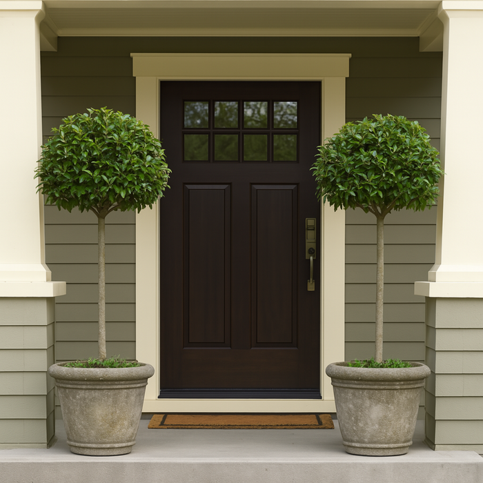 English Laurel Topiary, Single Ball