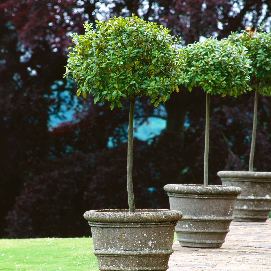 English laurel clipped into a round topiary ball (view 2)