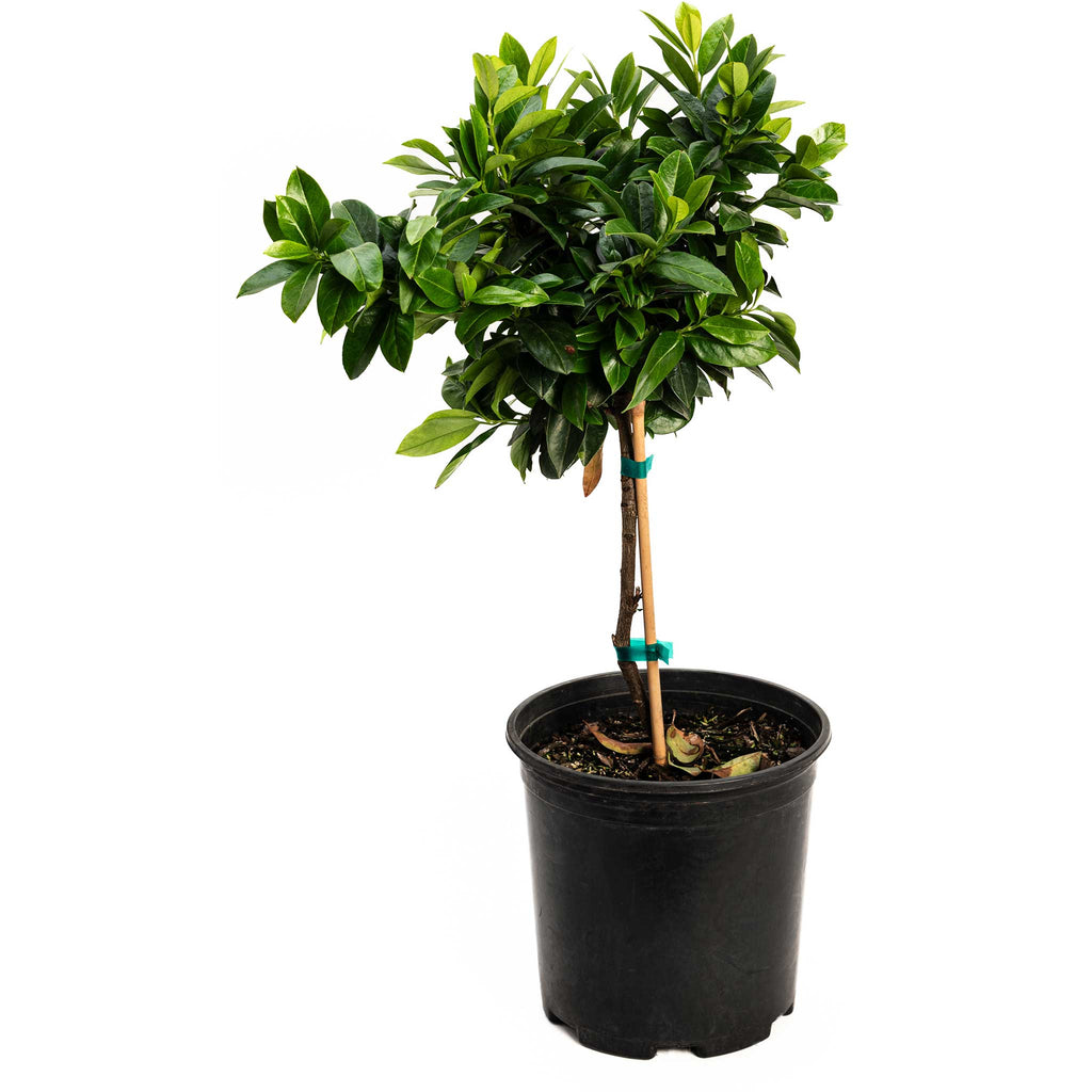 English laurel clipped into a round topiary ball (view 3)