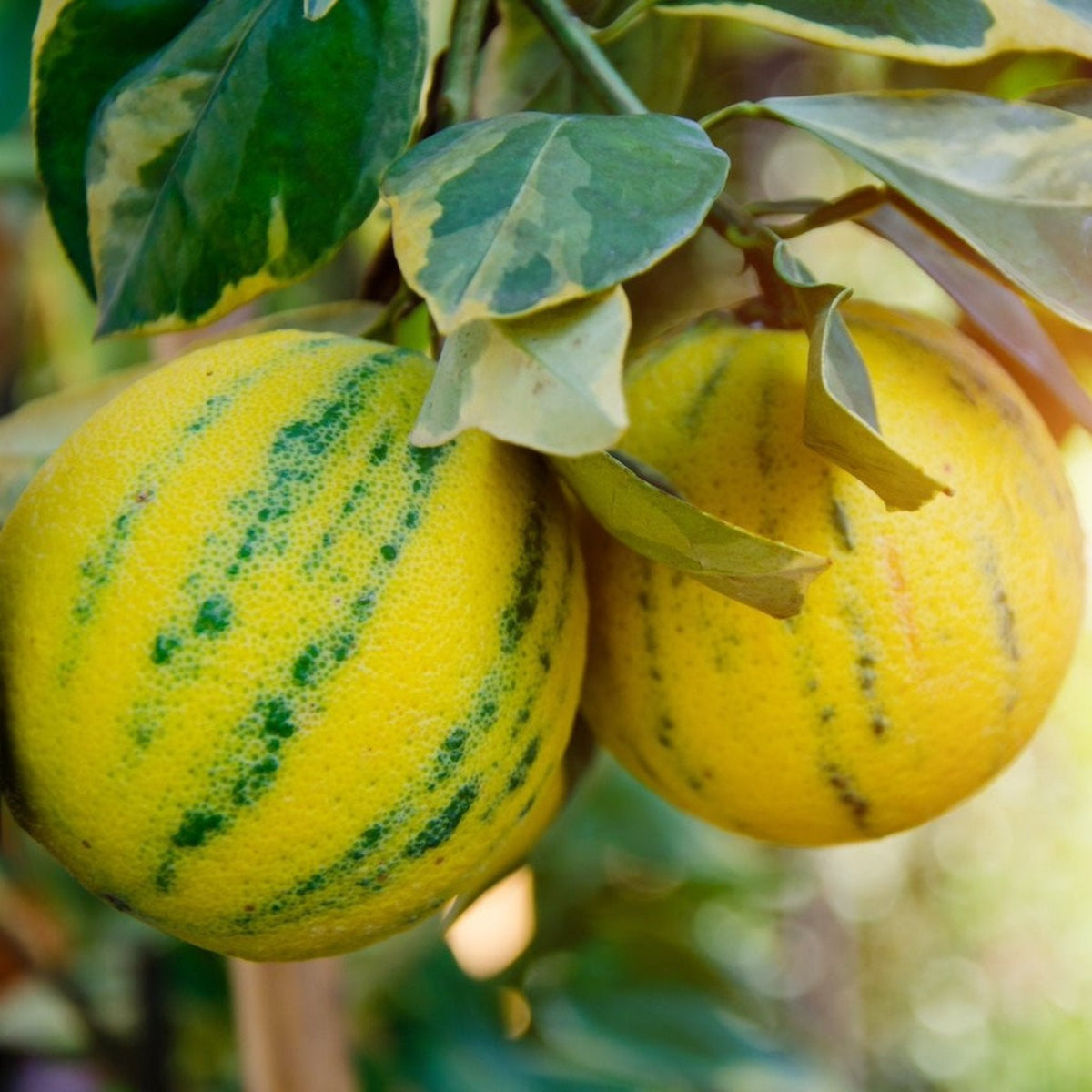 Lemon tree with green and cream variegated leaves and striped young fruit