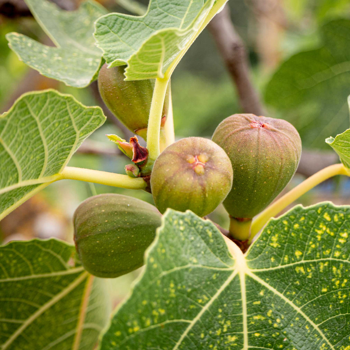 Ripe brown-purple figs on a branch among large lobed leaves