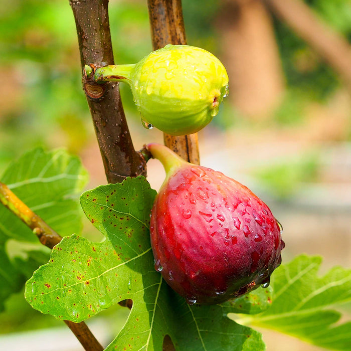 Fig 'Chicago Hardy'
