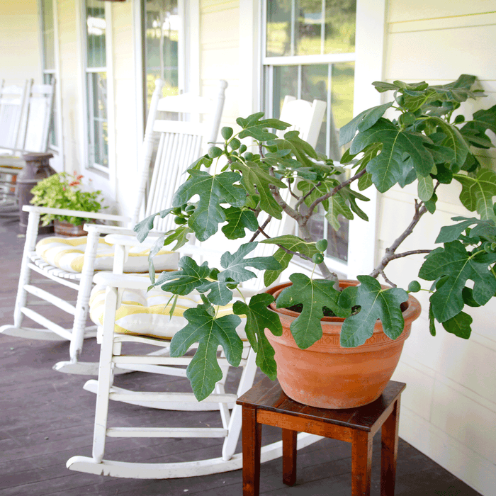 Fig 'Fignomenal'