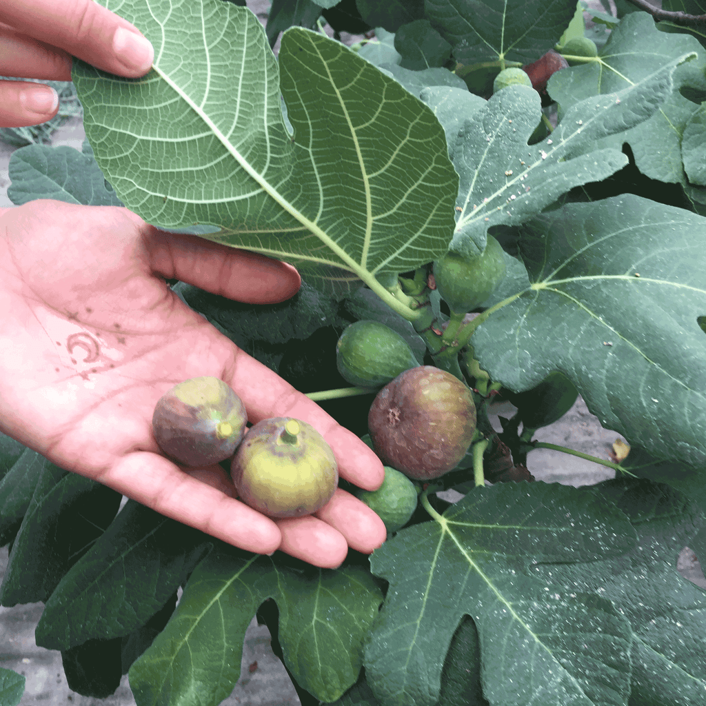 Small potted fig plant with lobed leaves and green figs (view 2)