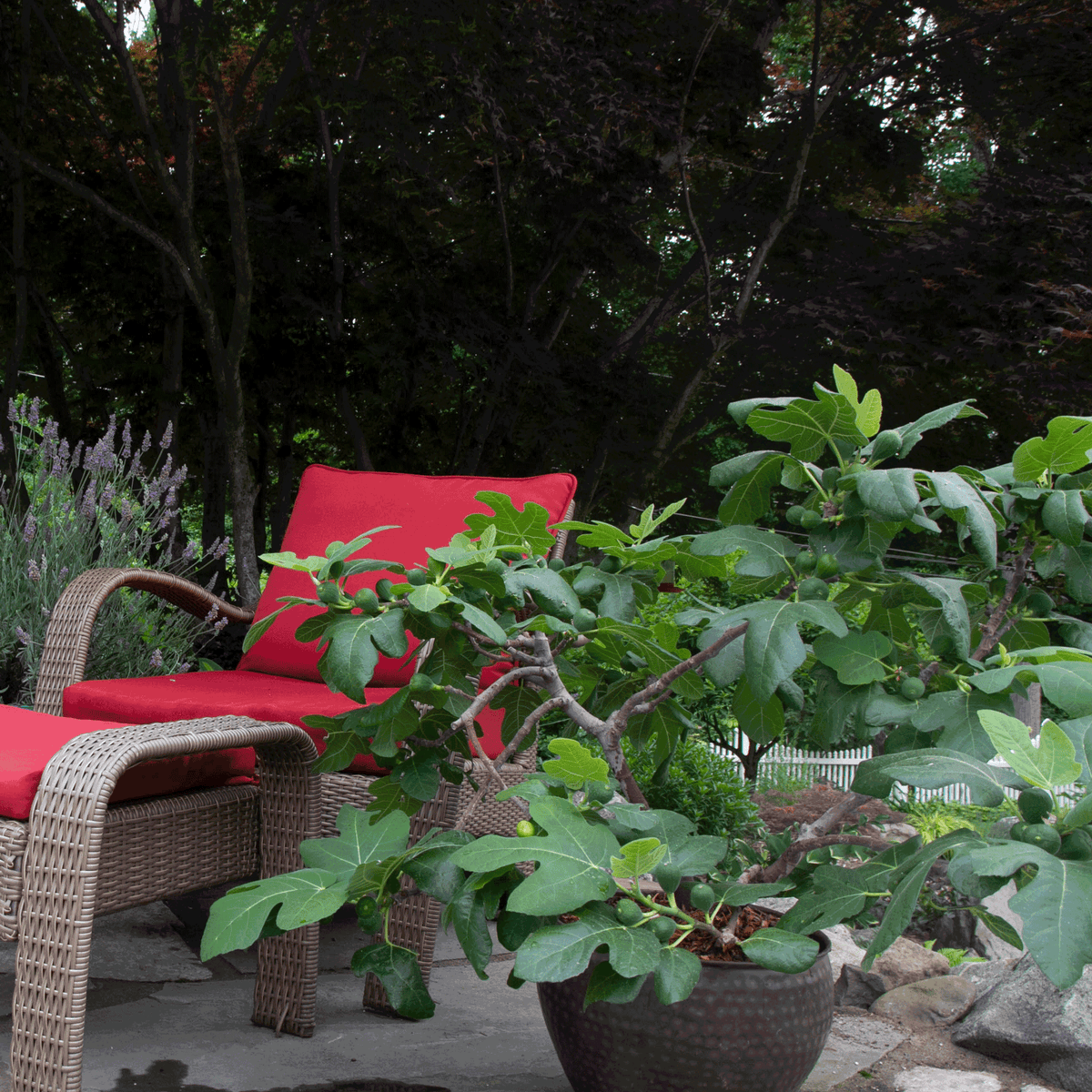 Small potted fig plant with lobed leaves and green figs (view 3)