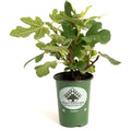 Small potted fig plant with lobed leaves and green figs (view 5)