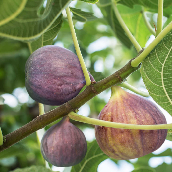 Fig 'Little Miss Figgy'