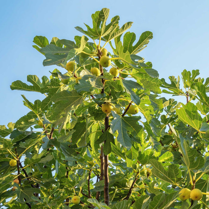 Fig Orchard Collection