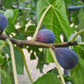 Fig tree with large lobed leaves and dark purple figs