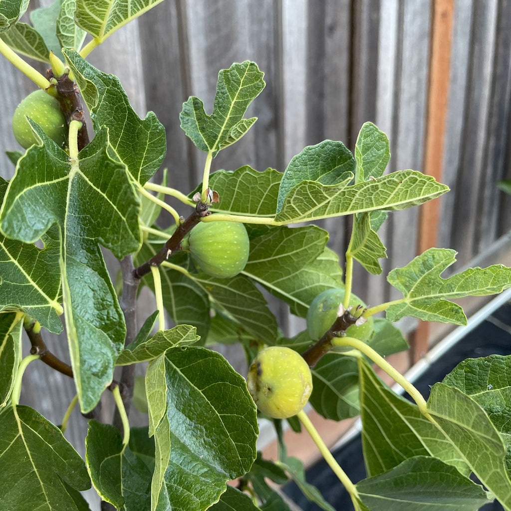 Fig tree with large lobed leaves and dark purple figs (view 2)