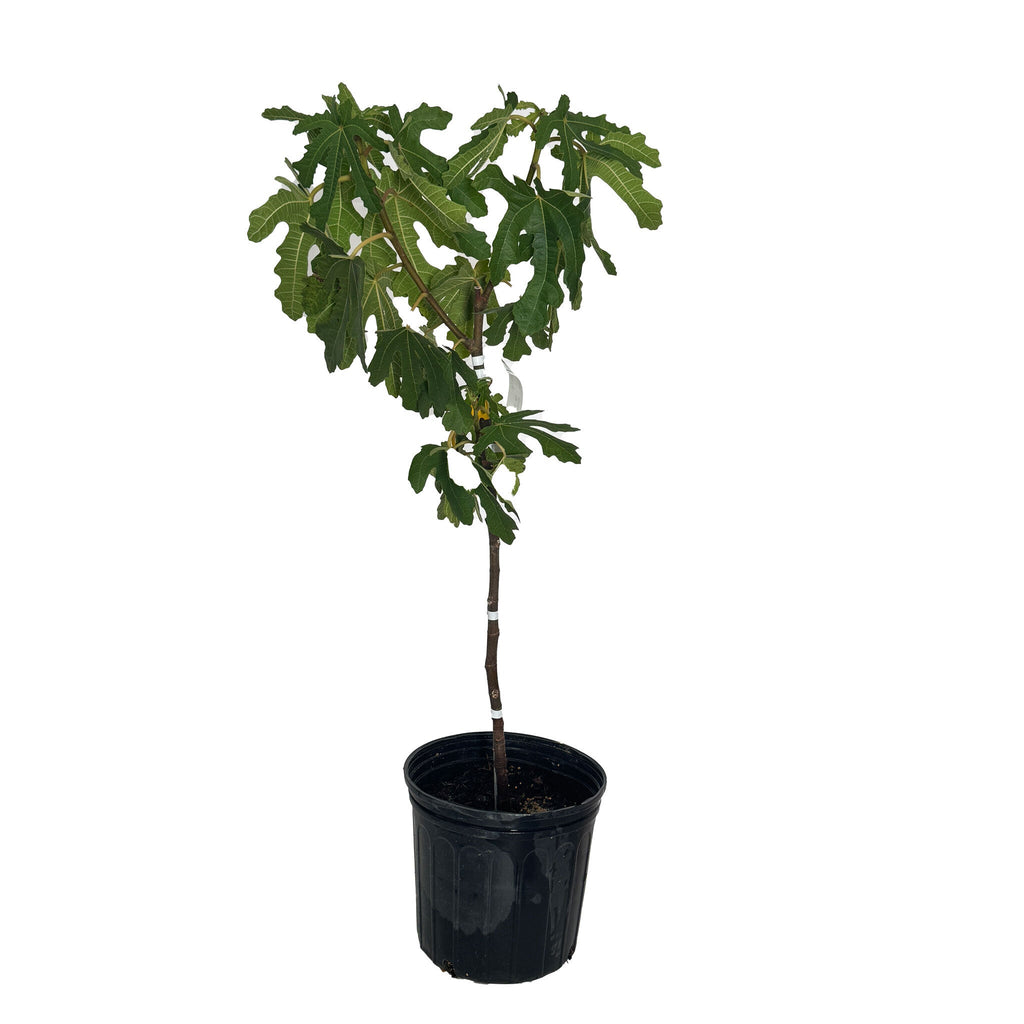 Fig tree with large lobed leaves and dark purple figs (view 5)