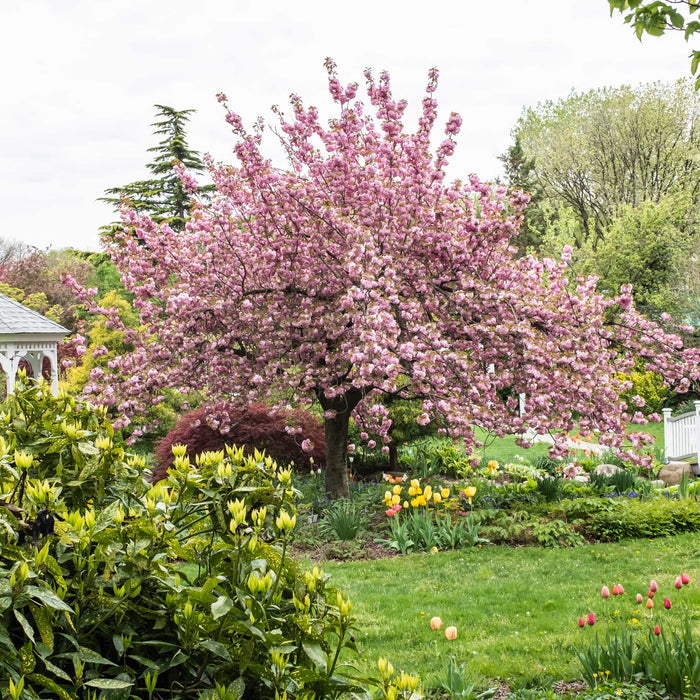 Flowering Cherry 'Kwanzan'