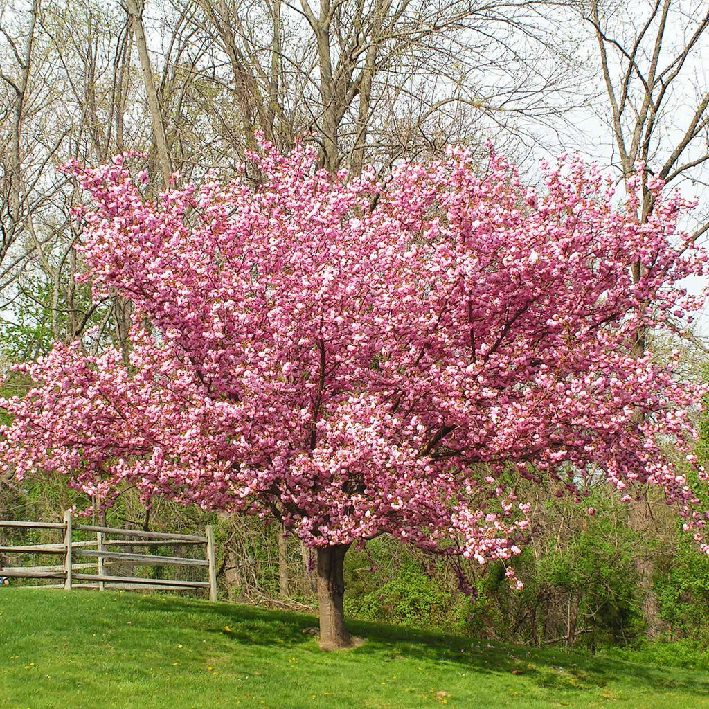 Flowering cherry tree covered in clusters of double pink blossoms (view 3)