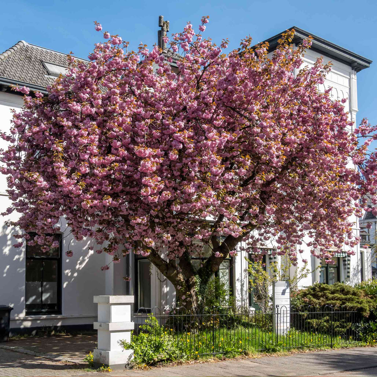 Flowering cherry tree covered in clusters of double pink blossoms (view 4)
