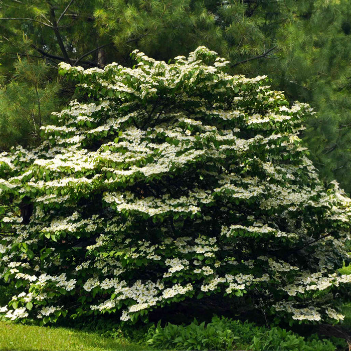 Flowering Dogwood 'Cherokee Princess'