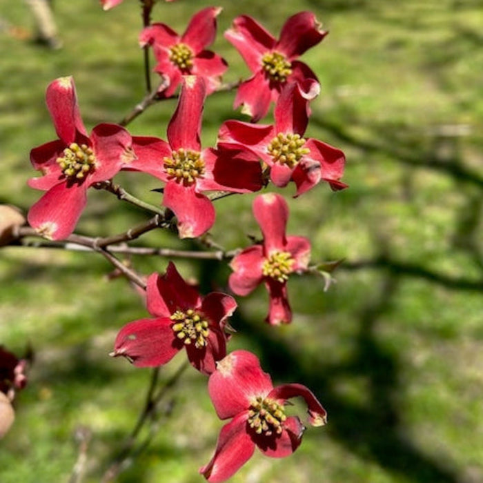 Flowering Dogwood 'Ragin' Red'