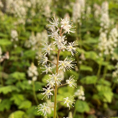 Foamflower