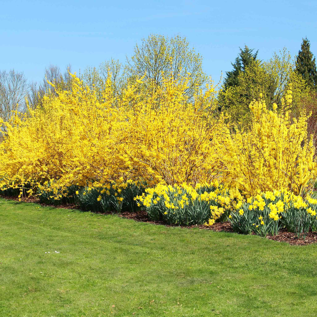 Forsythia
